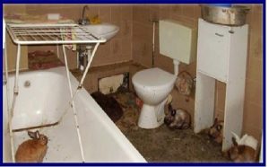 Photograph showing a dirty bathroom with a number of rabbits running freely around.